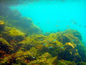 Sombero Chino, Galapagos 155.jpg